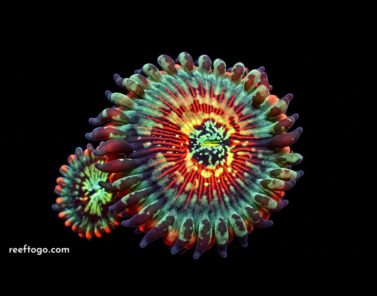 White zombies zoas · 1" Frag (2+ heads)