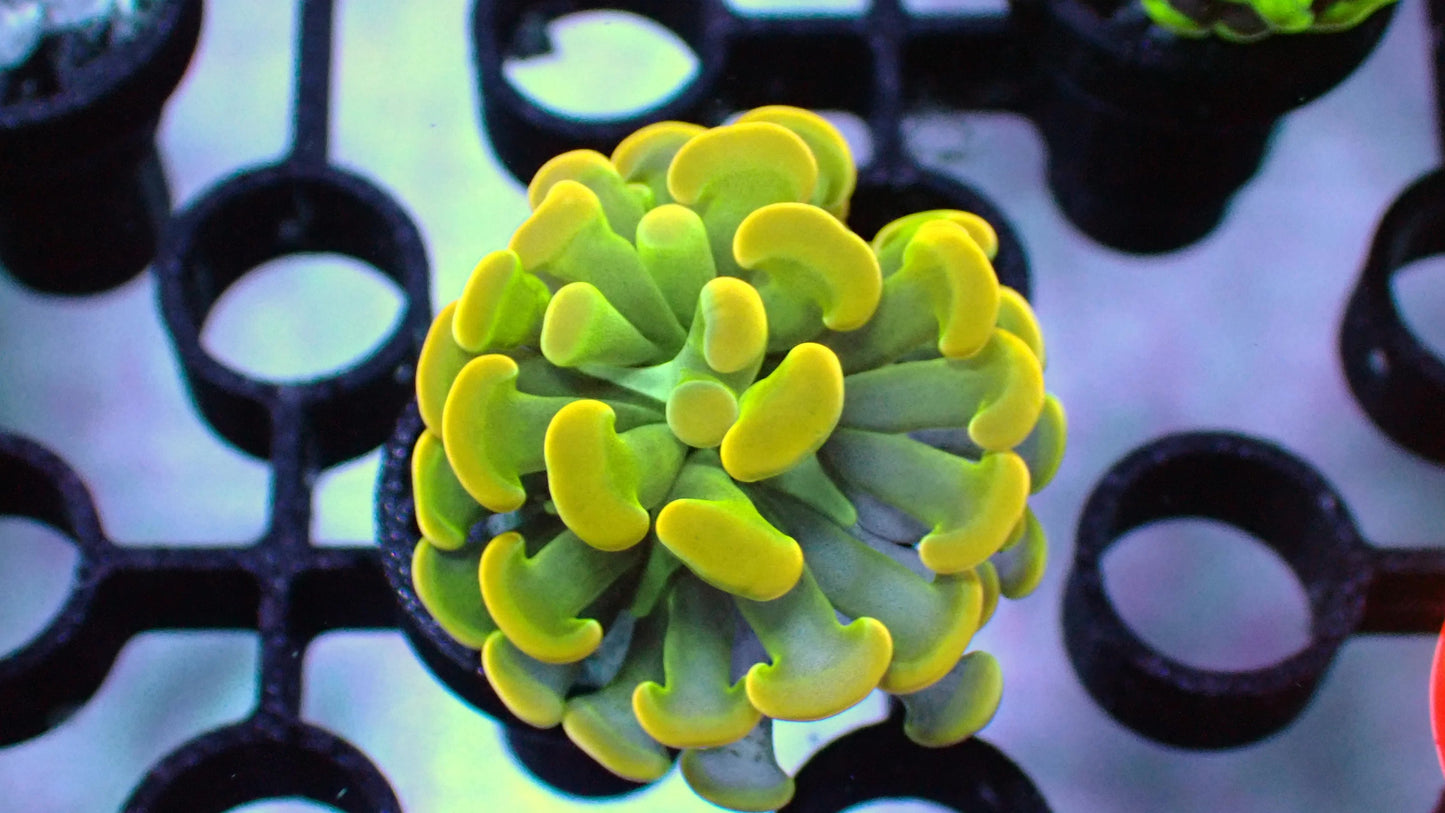 Willy Wonka Hammer 1" frag