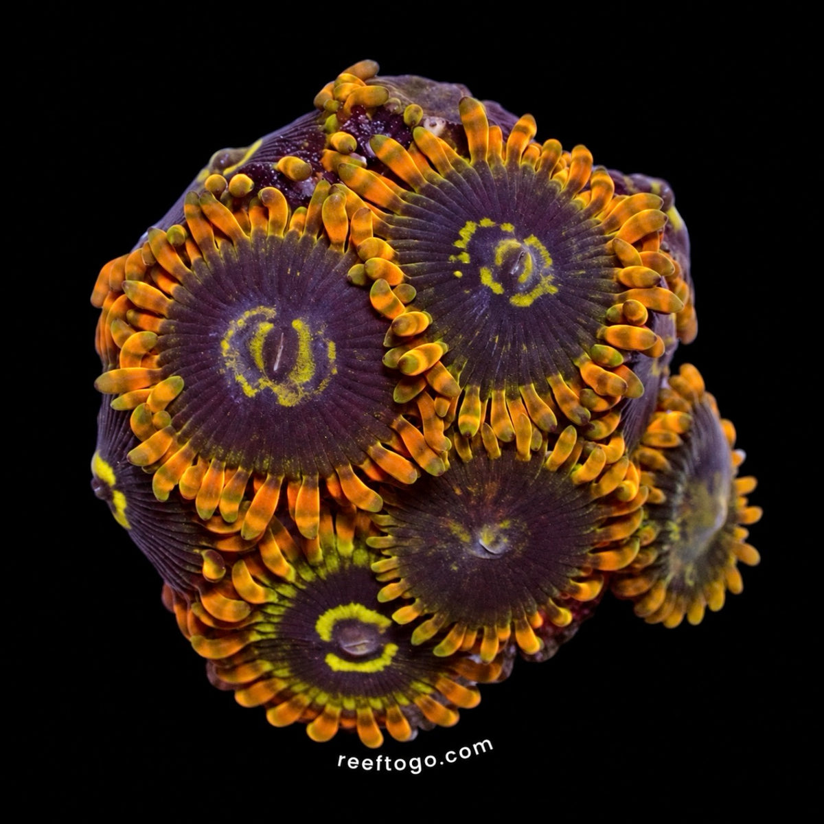 Yoda zoas 1” frag (3+ heads)