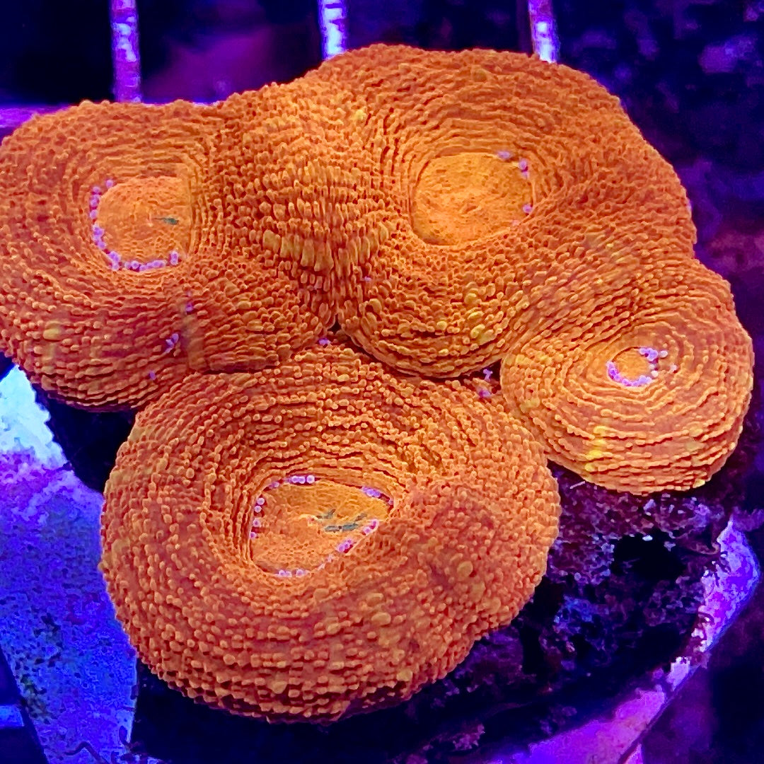 Regular Water Changes vs. No-Water-Change (Trace Dosing) in a 500-Gallon Reef