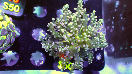 Ethereal Frogspawn WYSIWYG Wb