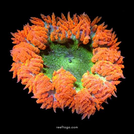 Green Orange Rock Flower Anemone · 2" WYSIWYG