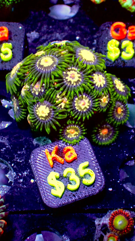 Stargazer zoas WYSIWYG Ka