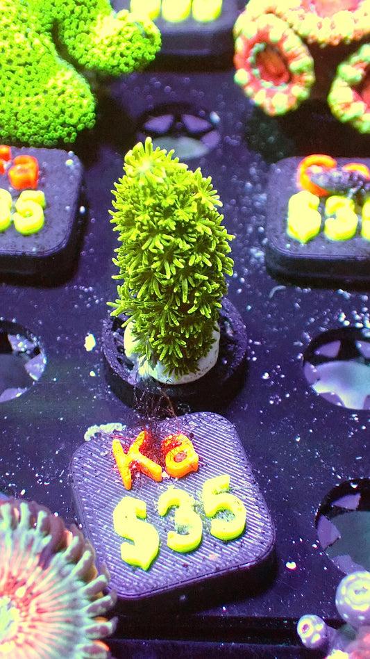 Green slimer acro WYSIWYG Ka