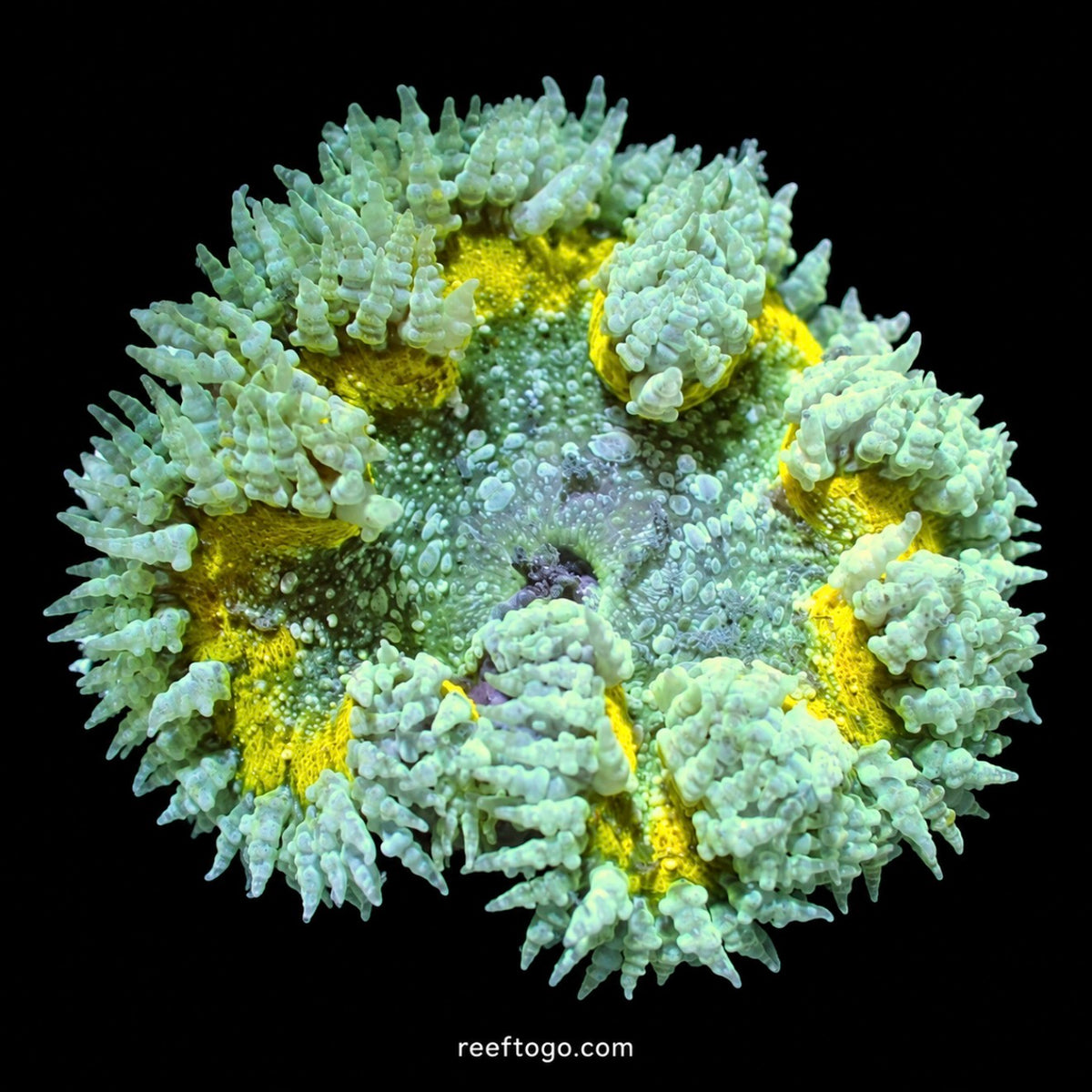 Mint Speckle Rock Flower Anemone · 2" WYSIWYG