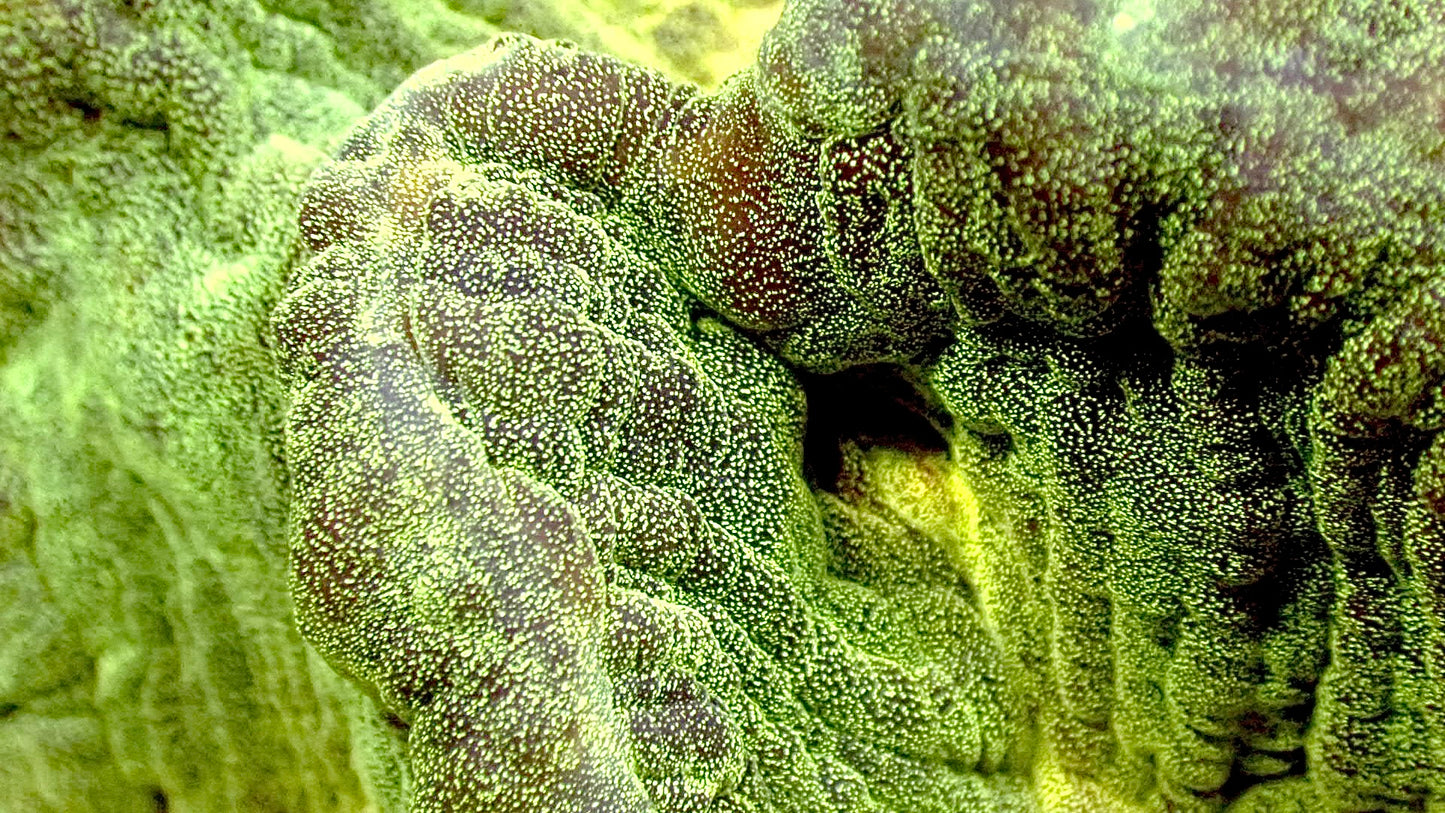 UFO 🛸 pectinia 5” colony WYSIWYG