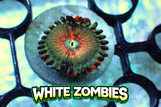 White zombies zoas 1” frag 1 head