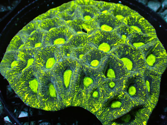 Neon Splatter Goniastrea