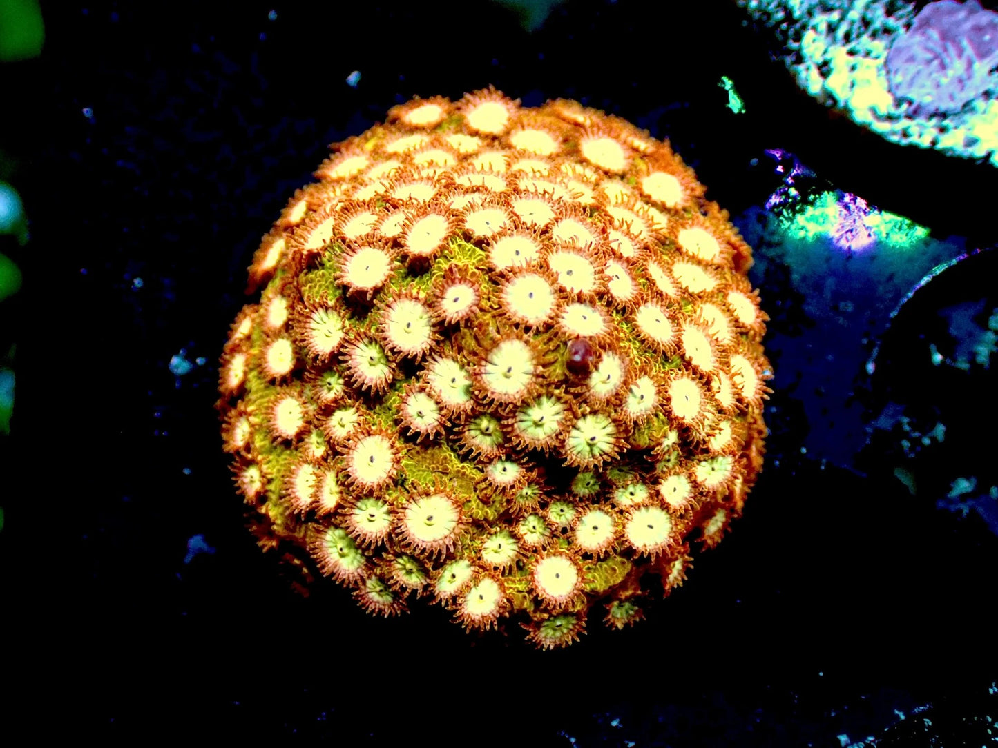 Coppertone Cyphyastrea 1" frag