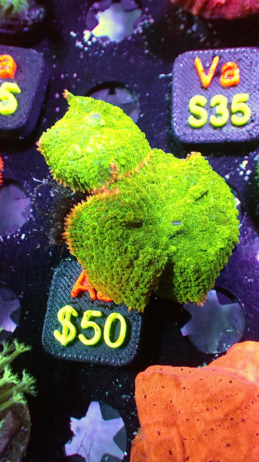 Green flame mushroom 1” WYSIWYG Ab