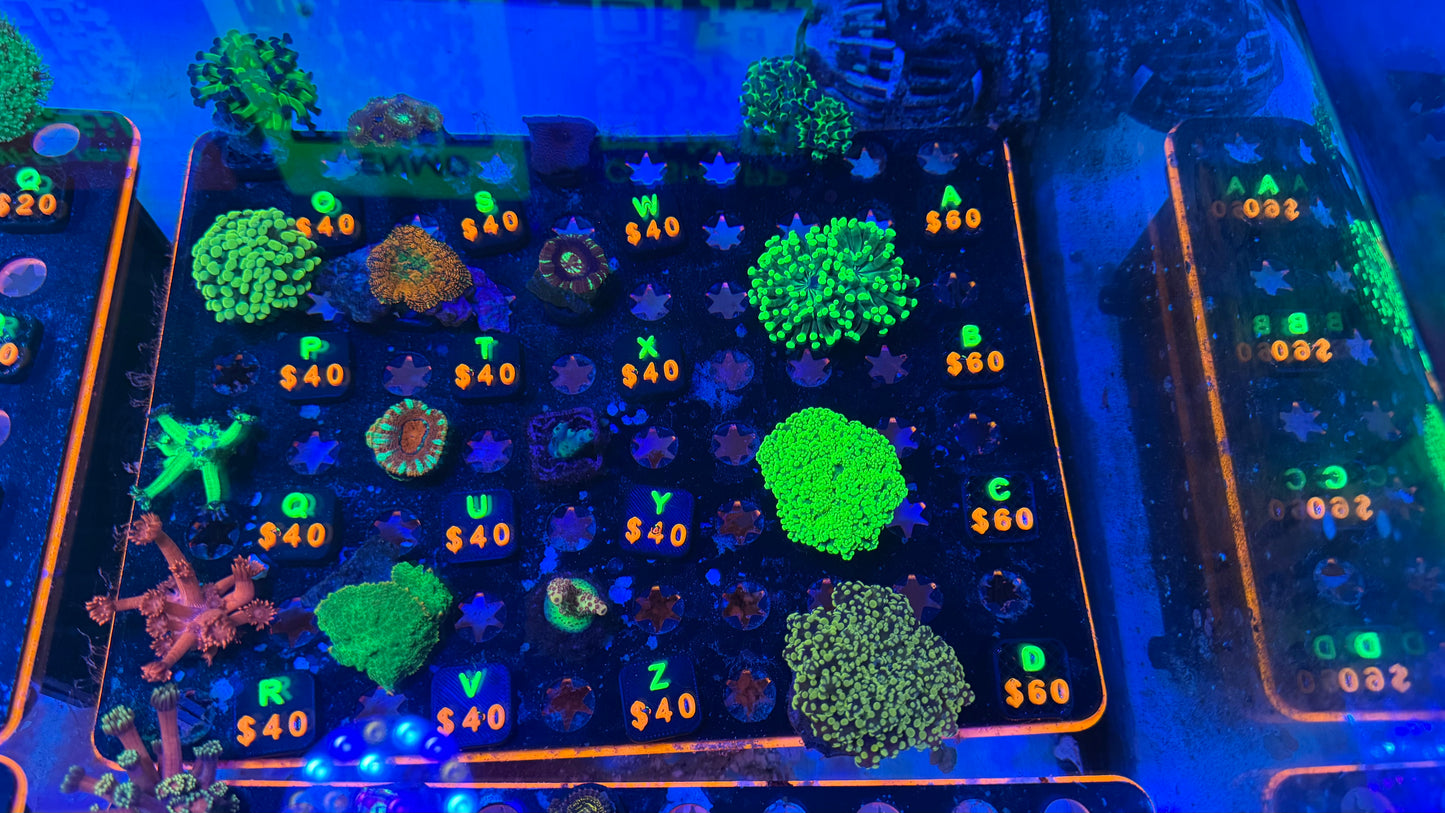 WYSIWYG Live Showcase