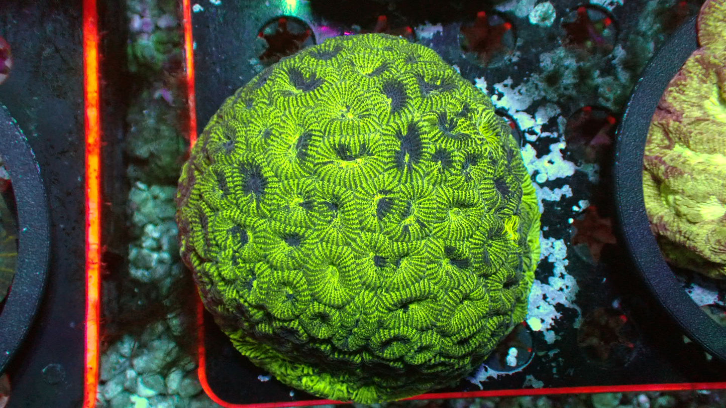 Wicked brain favites 4” WYSIWYG