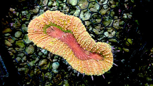 Peach Lobophyllia 3” WYSIWYG