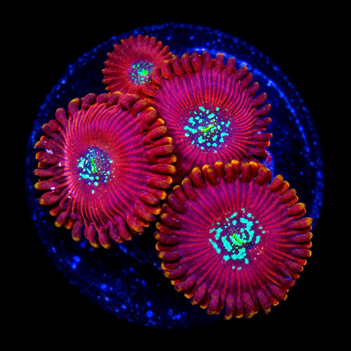 R2G Magician Zoanthid