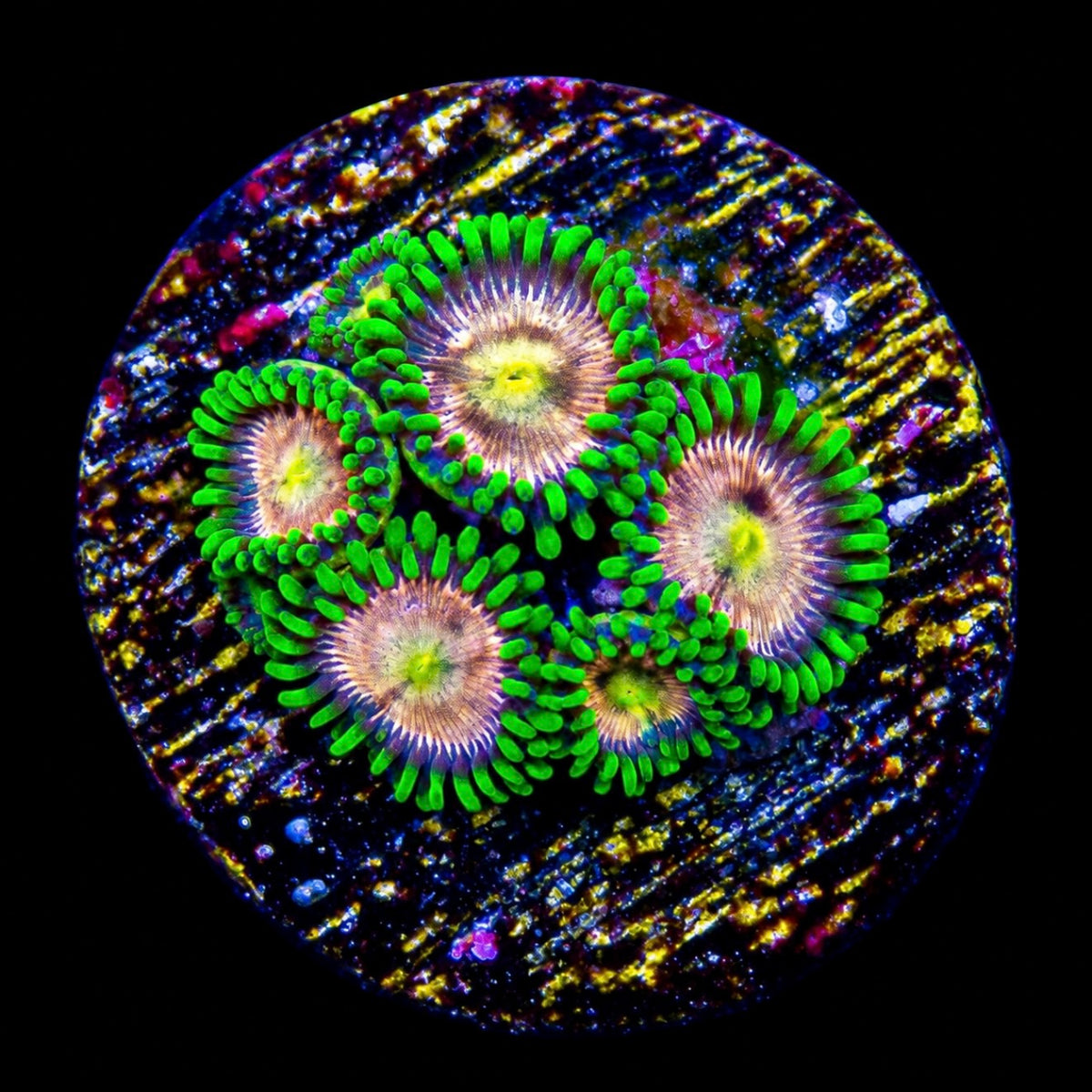 R2G Laser Lemon Zoanthid