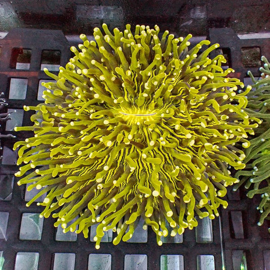 Mellow yellow Long tentacle plate XL 6” WYSIWYG