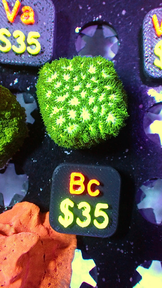 Emerald city leptastrea 1” WYSIWYG Bc