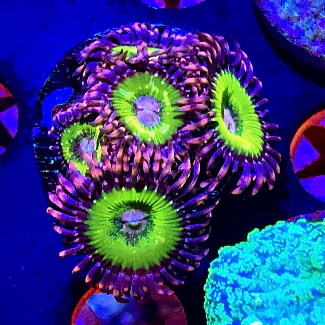 RTG Witch’s Cauldron Zoas - 1” frag - WYSIWYG