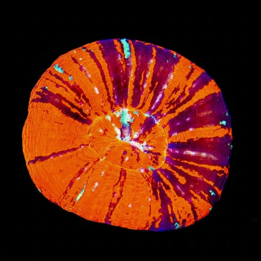 War paint scolymia WYSIWYG 1.5”