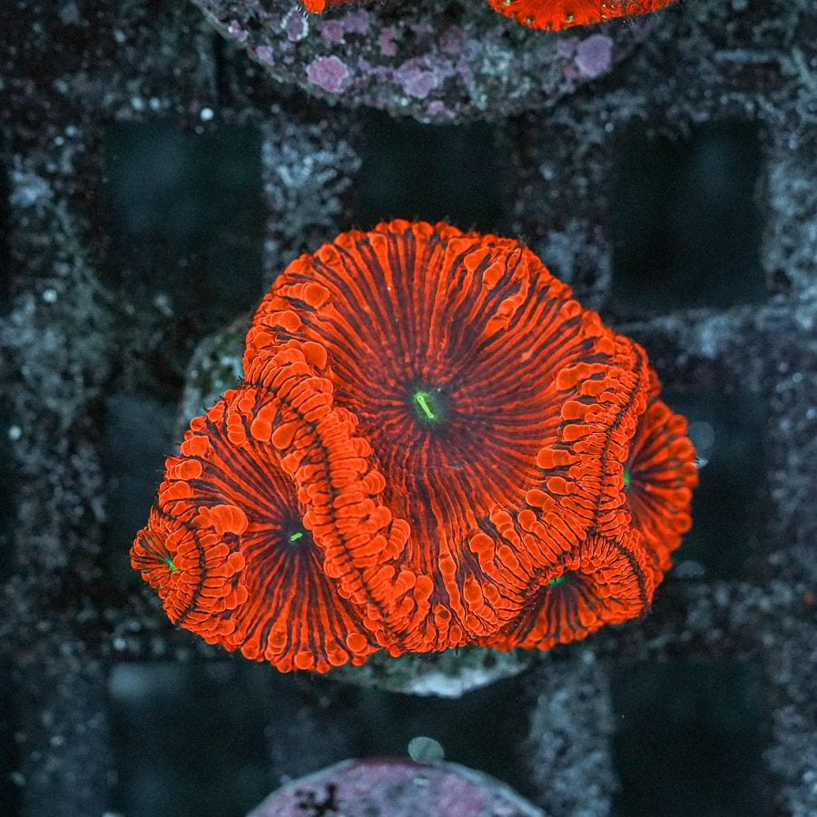 Red sinister blasto welsi 2” WYSIWYG