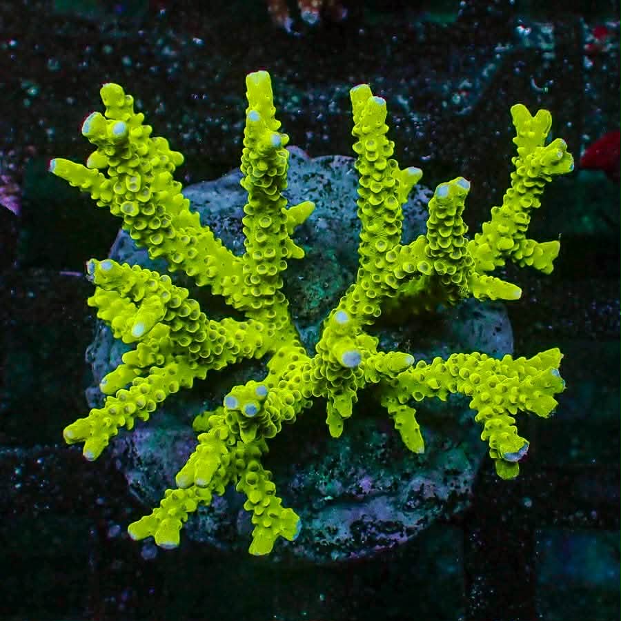 Yellow Anacropora