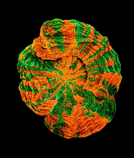 Fire Emerald acantho 4” WYSIWYG