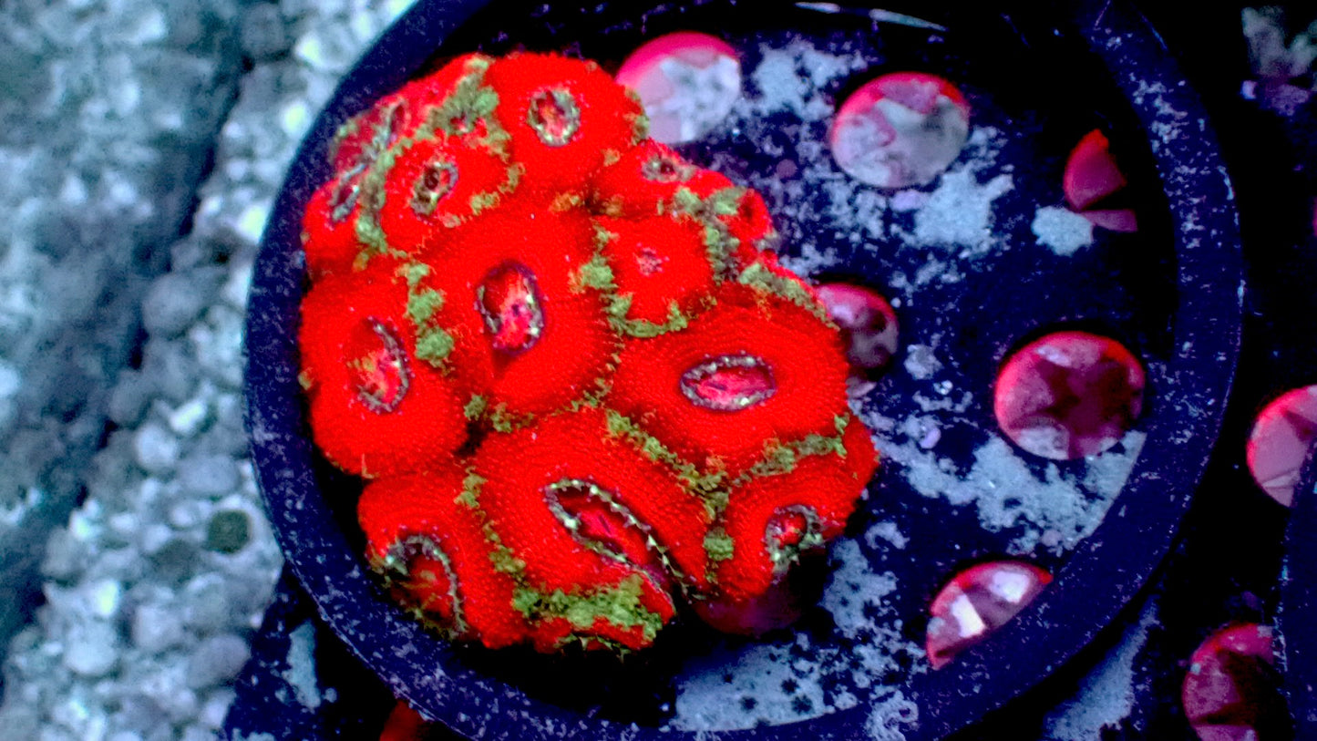 Christmas acan 3” WYSIWYG