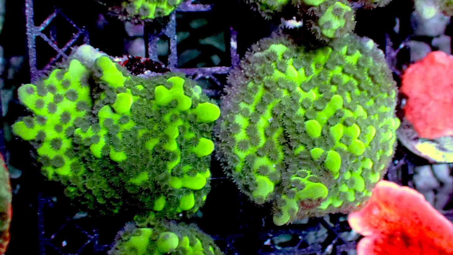 Montipora Spongodes