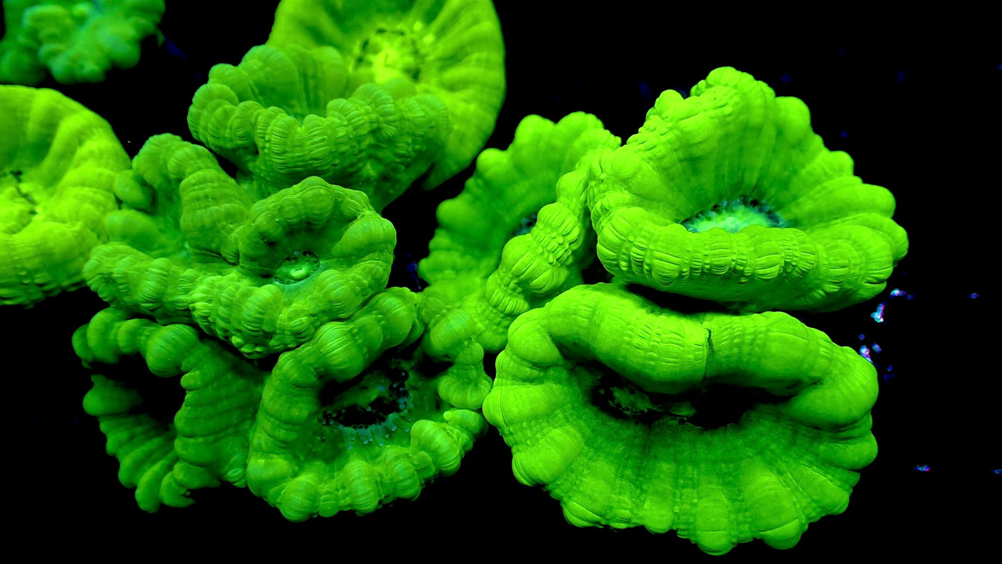 Kryptonite Candy Cane