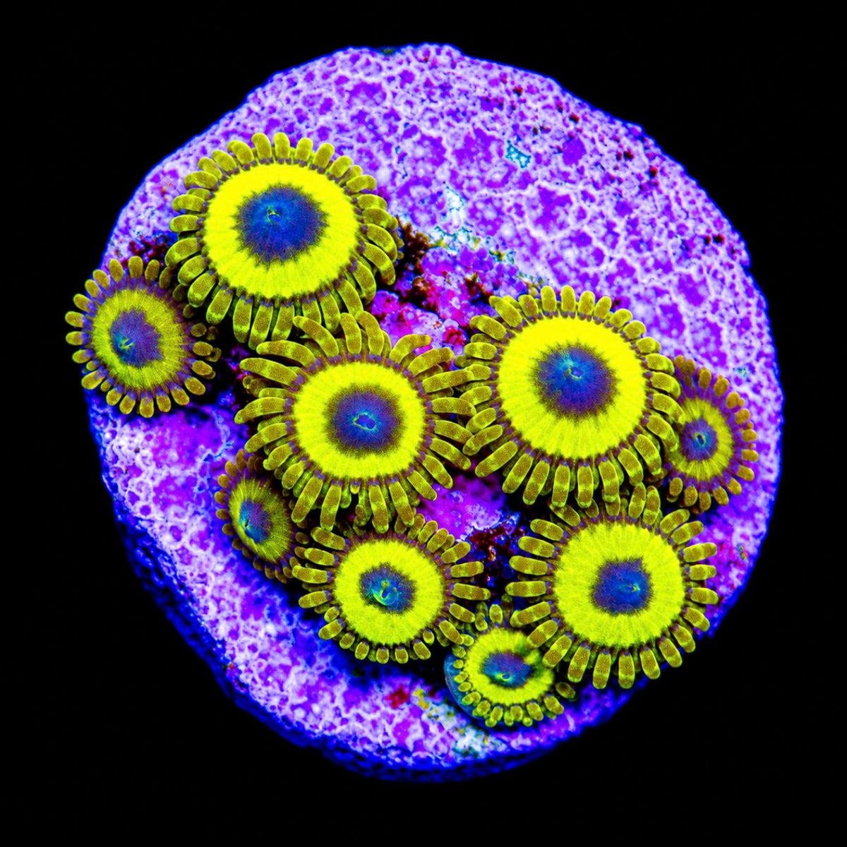 R2G Lakers Zoanthid
