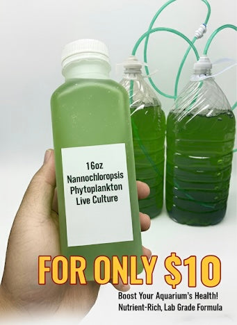 Nannochloropsis Phytoplankton Live Culture
