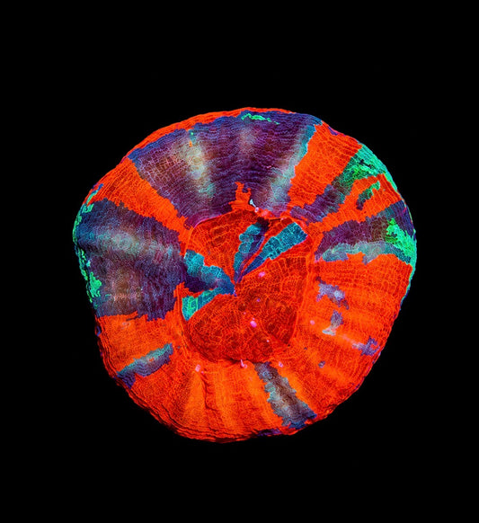 Inferno Aurora Scolymia 3” WYSIWYG