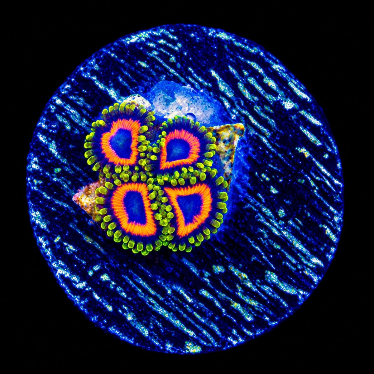 R2G Jungle Juice Zoanthid