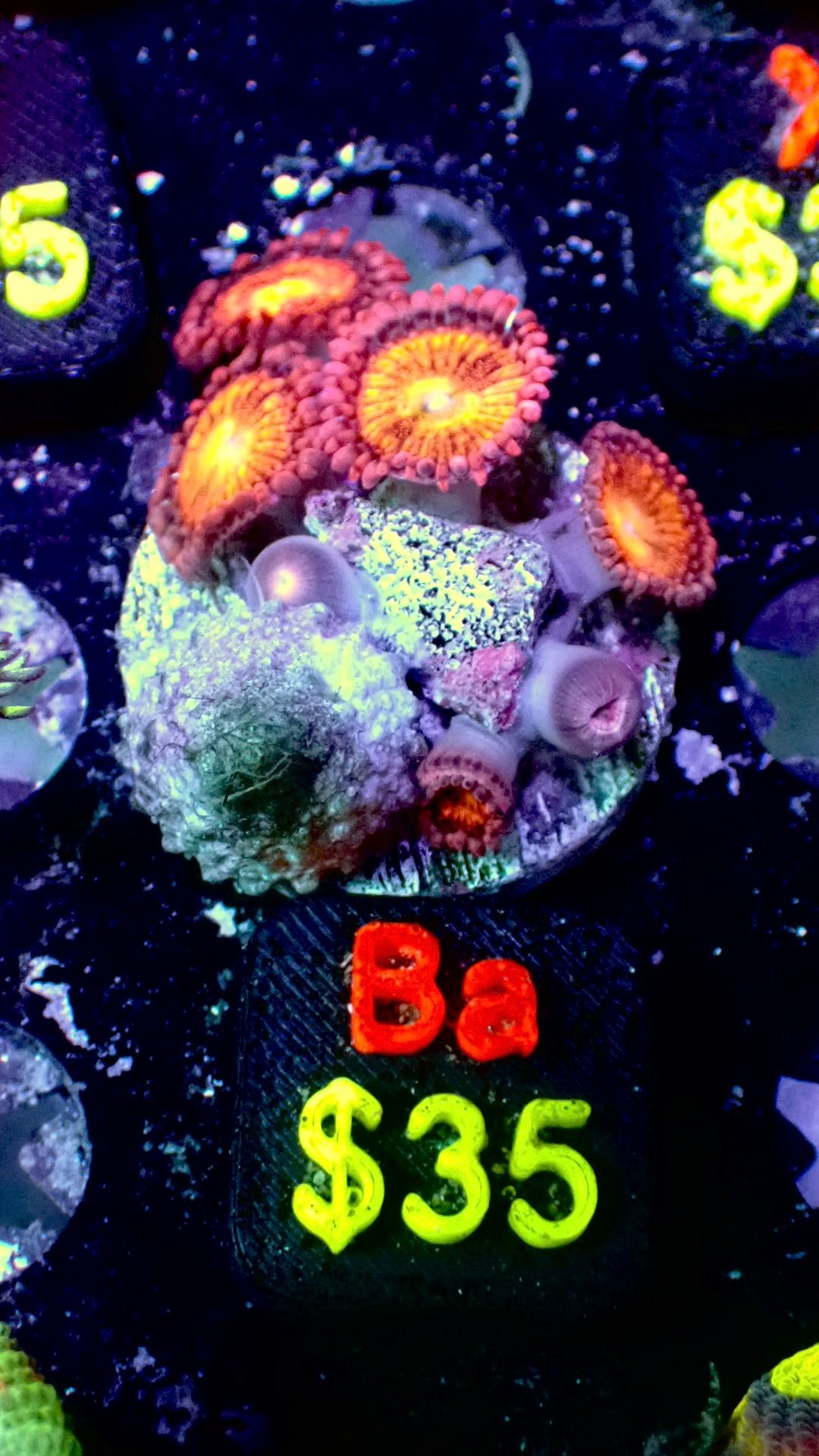 Sakura sunrise zoas WYSIWYG Ba