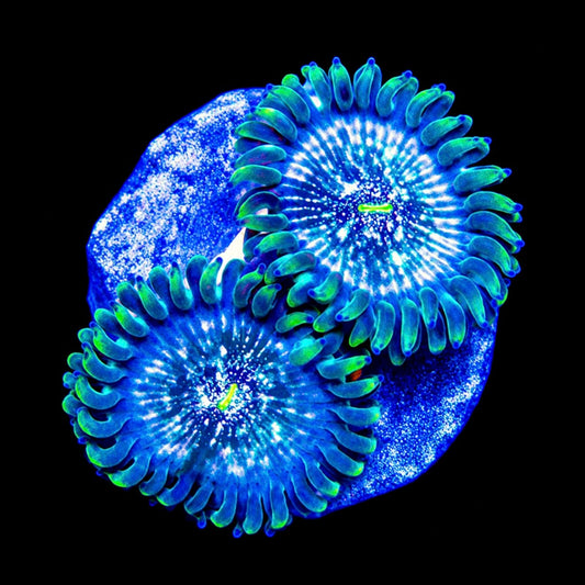 R2G Hawaiian Ding Dang Zoanthid
