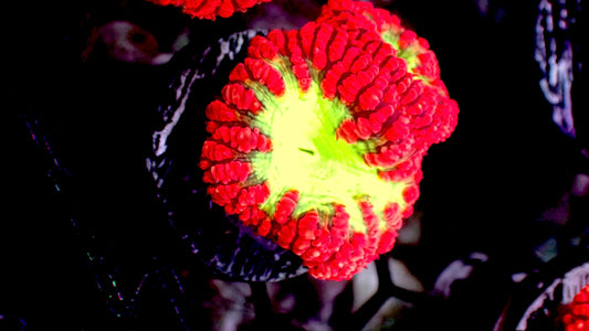 Red blasto wellsi 1” frag