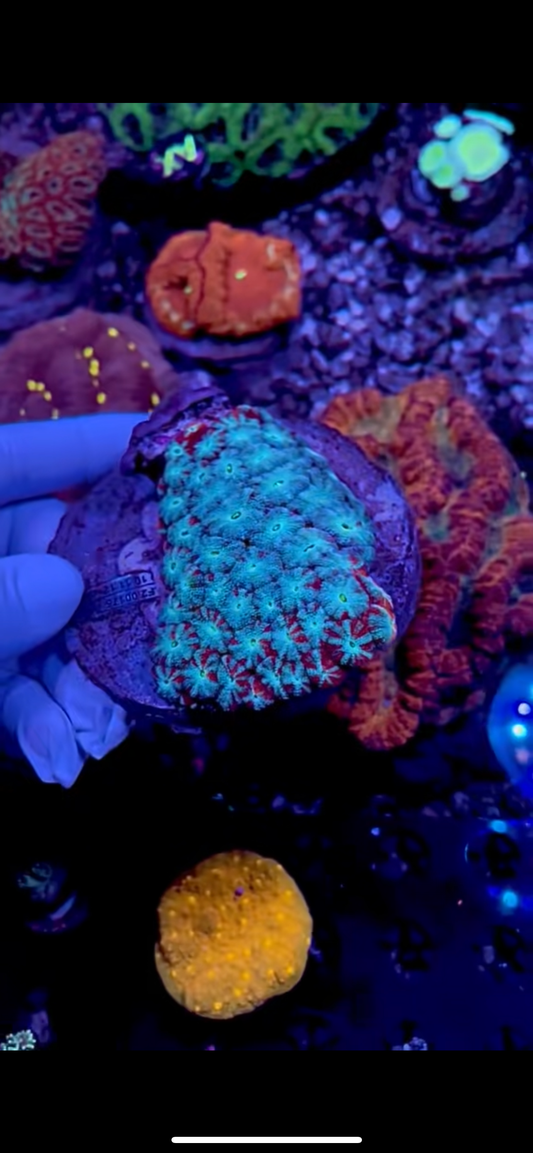 Blue acan lord colony 4” WYSIWYG