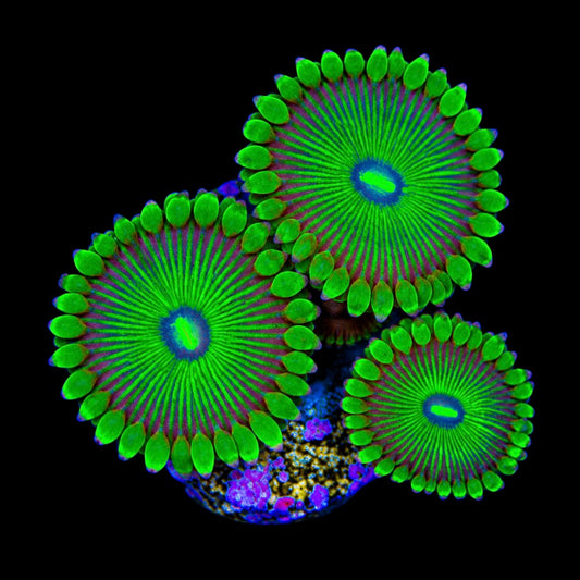 R2G Grouchy Green Zoanthid
