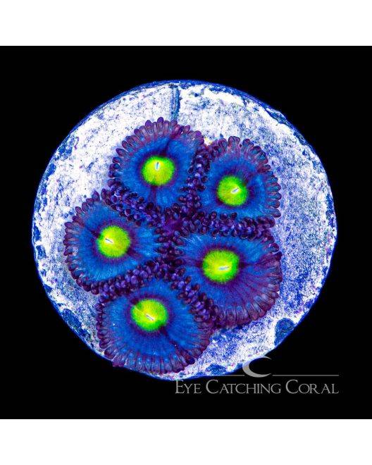 RTG Alien Eye Zoanthid