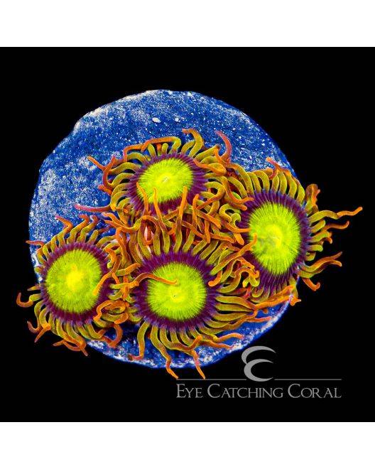 RTG Manderin Zoanthid