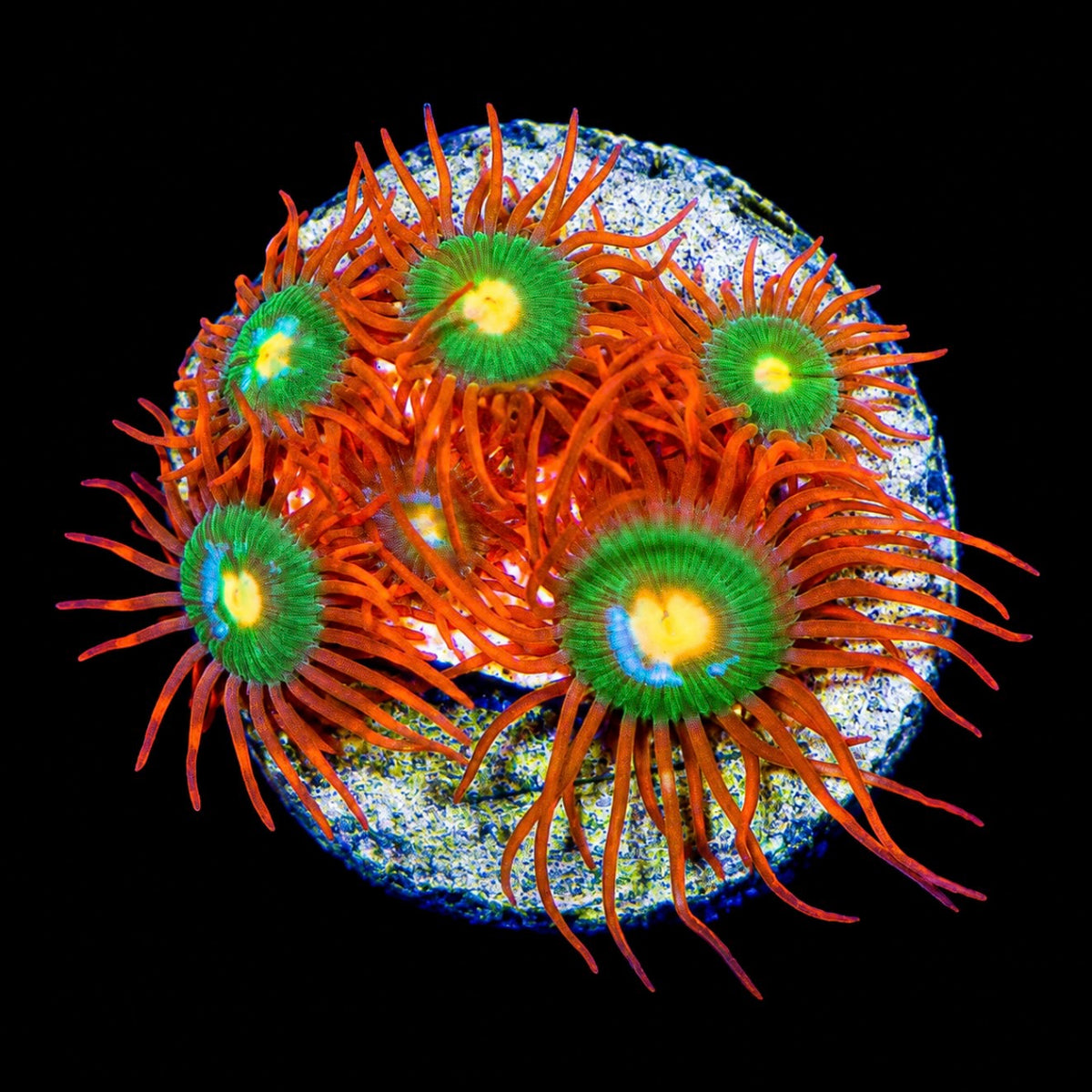 R2G Gatorade Zoanthid