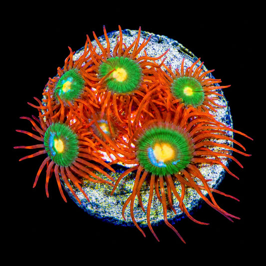 R2G Gatorade Zoanthid