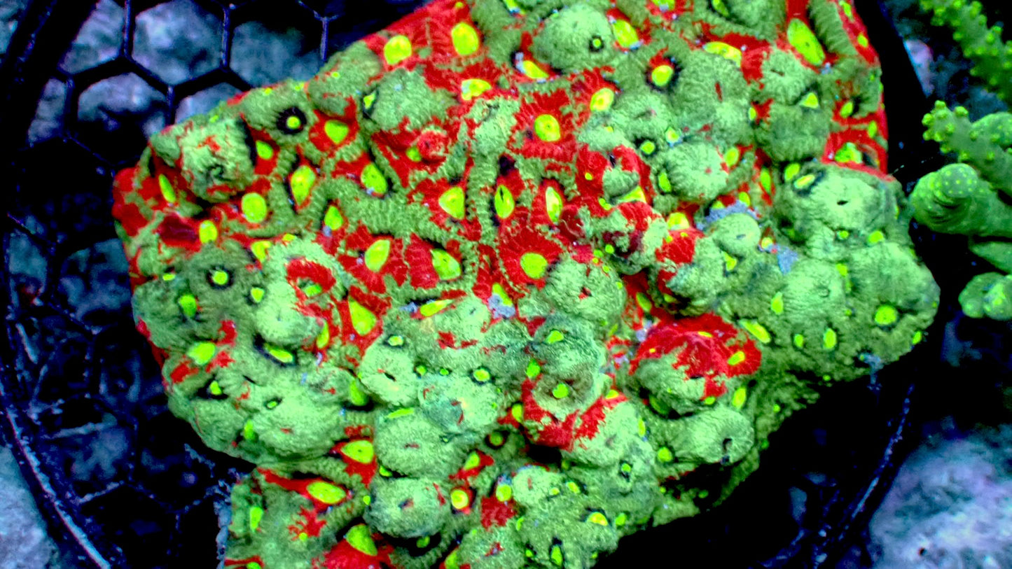 Splatter Sky Favites Colony 4” WYSIWYG