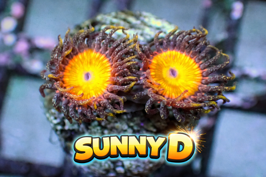 Sunny d zoas 1” frag