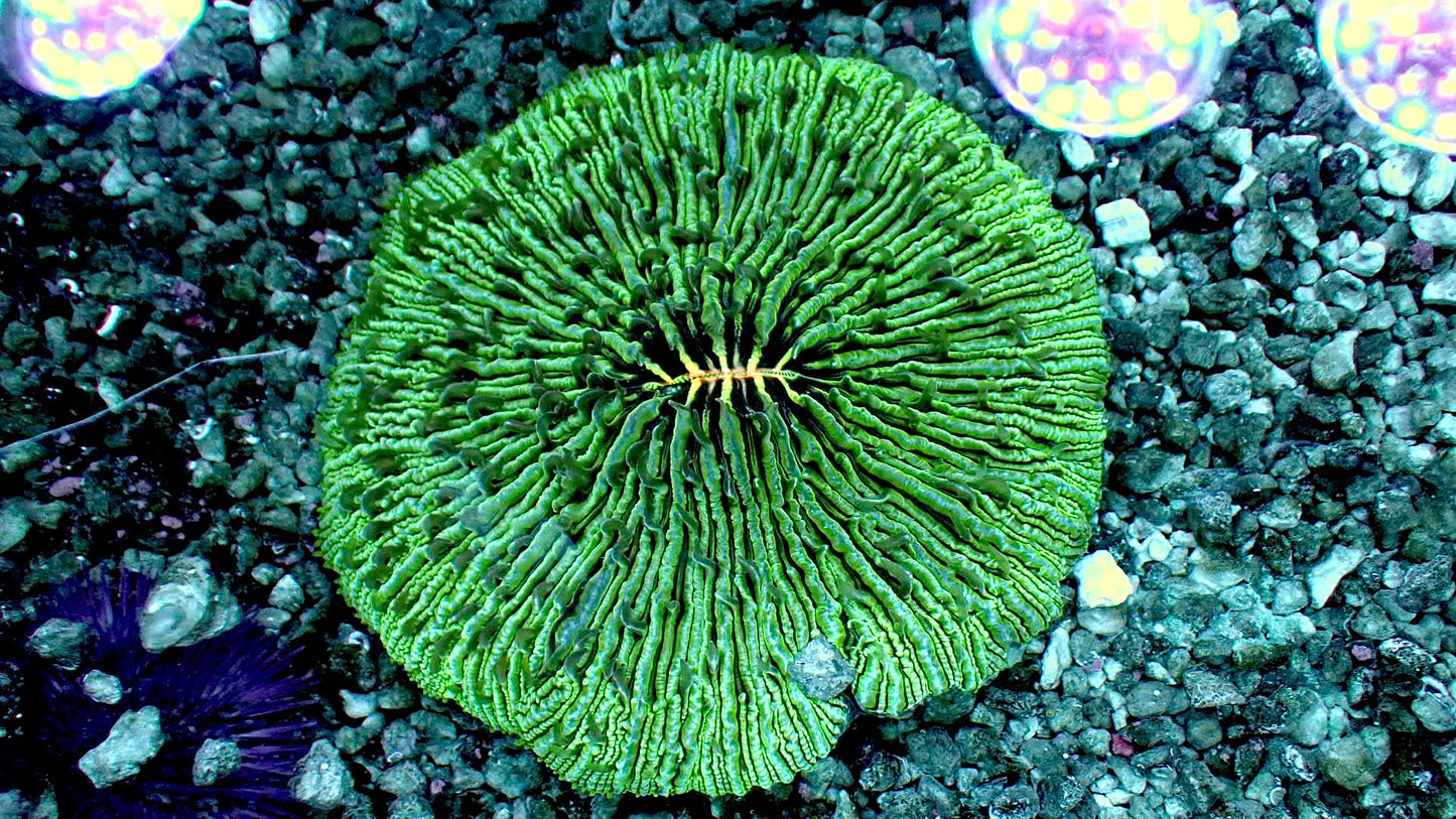 Teal monster fungia plate 5” XL WYSIWYG