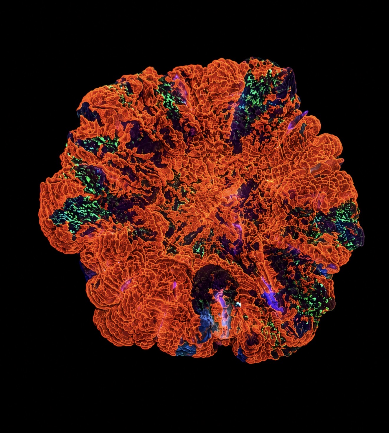 Molten core acanthophyllia 3” WYSIWYG