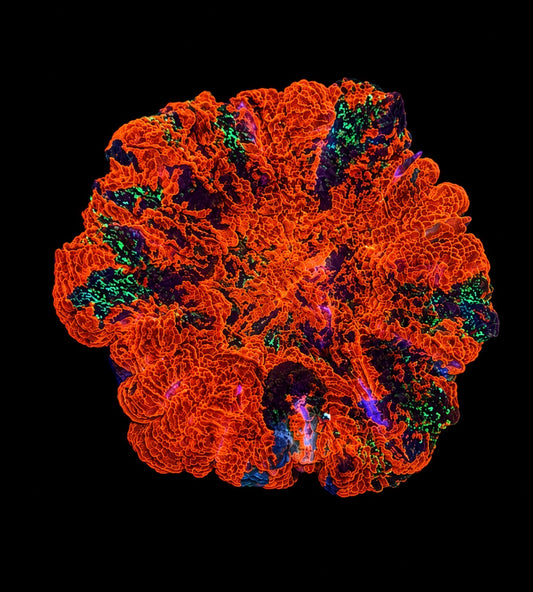 Molten core acanthophyllia 3” WYSIWYG
