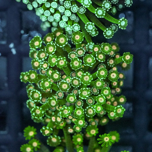 Green daisies alveopora 3” WYSIWYG