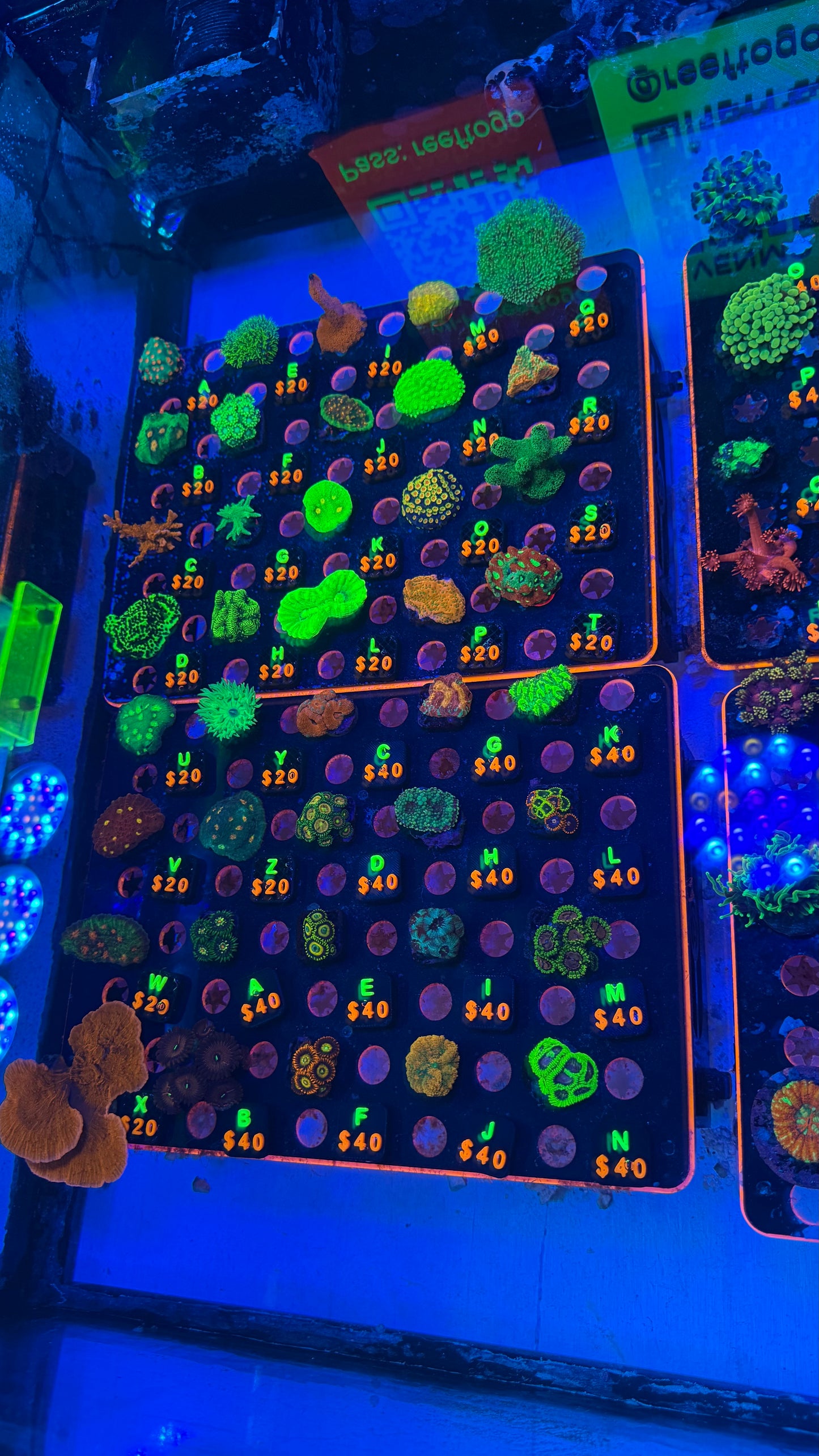 WYSIWYG Live Showcase