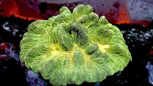 UFO 🛸 pectinia 5” colony WYSIWYG